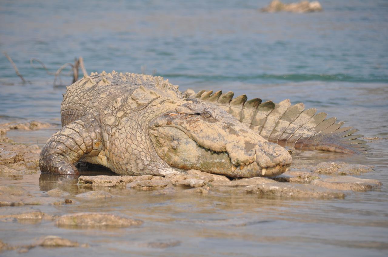 Mela Kothi - The Chambal Safari Lodge Bāh エクステリア 写真