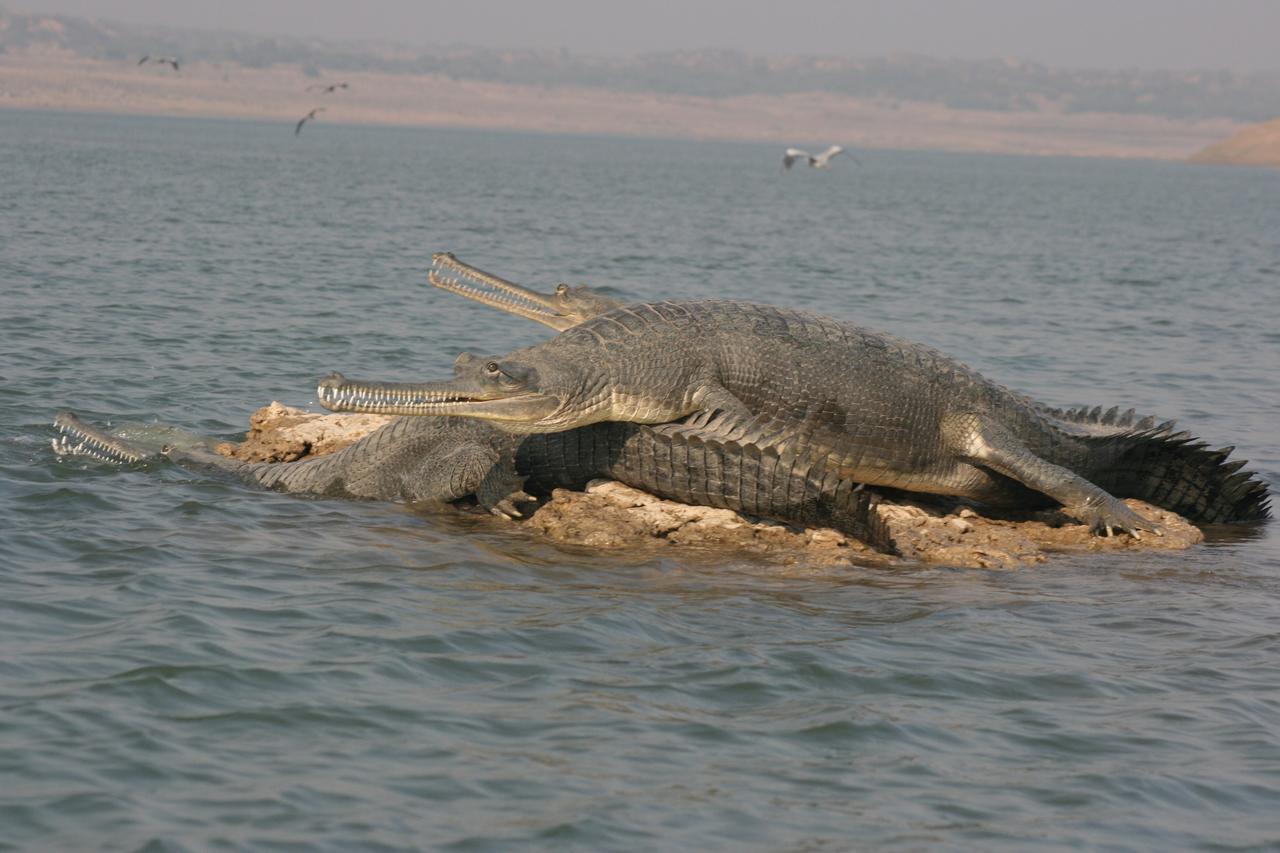 Mela Kothi - The Chambal Safari Lodge Bāh エクステリア 写真