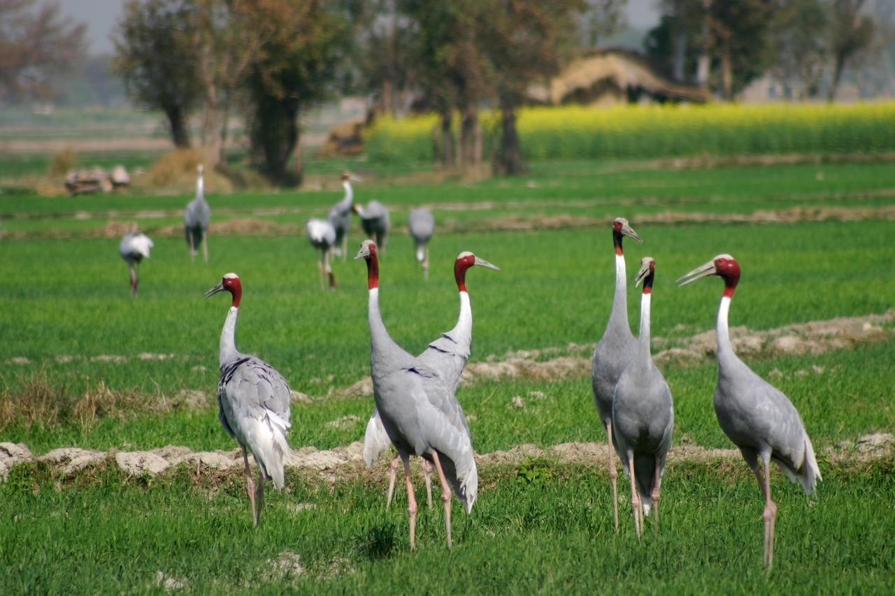 Mela Kothi - The Chambal Safari Lodge Bāh エクステリア 写真