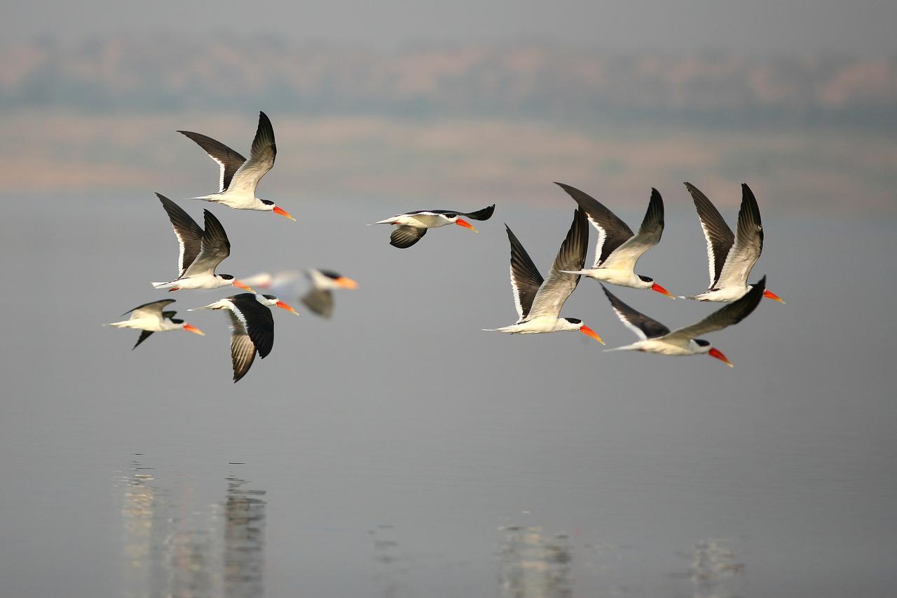 Mela Kothi - The Chambal Safari Lodge Bāh エクステリア 写真